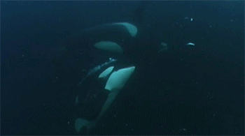 범고래청어냠냠.gif