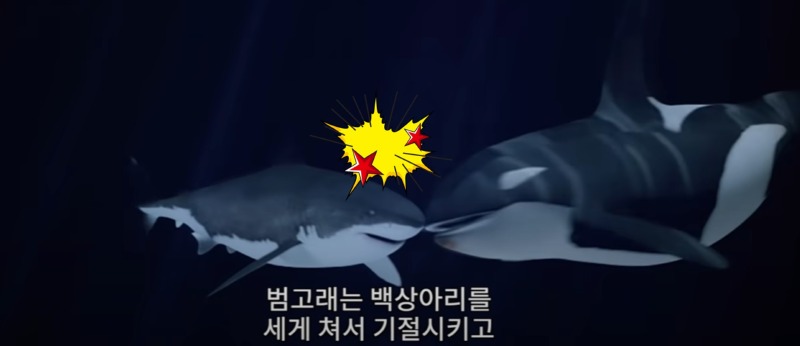바다의 갱스터 - 범고래(2)