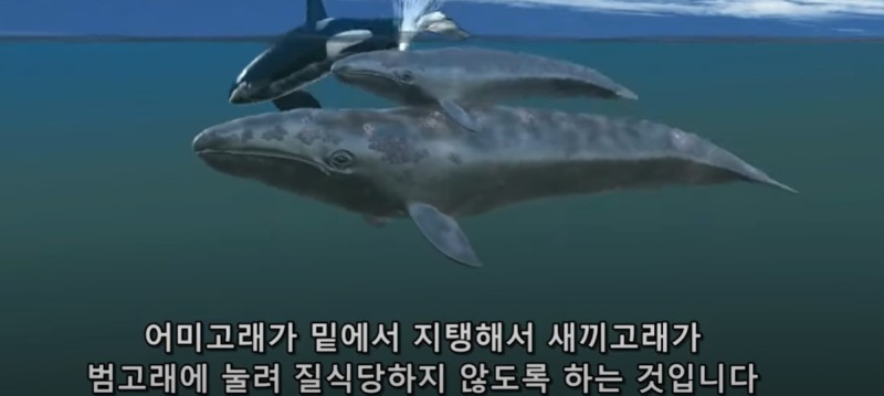 바다의 갱스터 - 범고래(2)