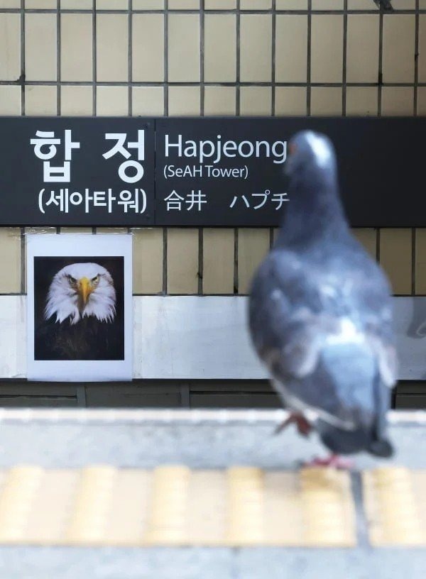 합정역 비둘기 방지 근황 