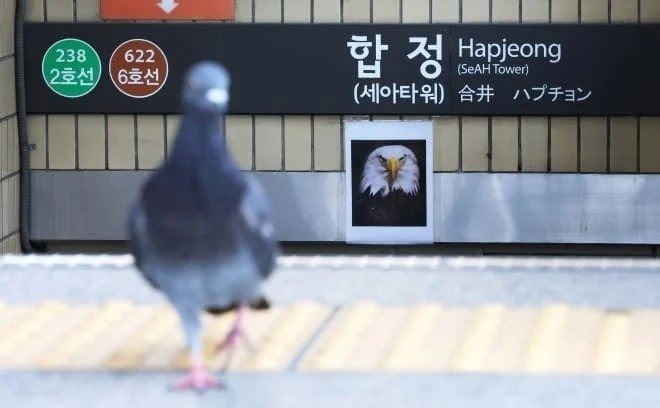 합정역 비둘기 방지 근황 