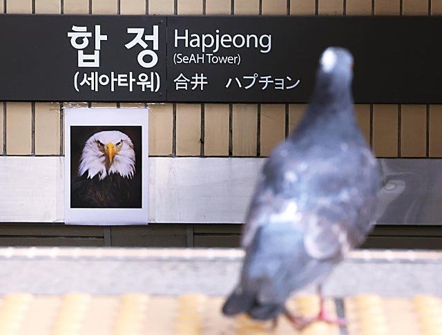 합정역 비둘기 방지 근황 