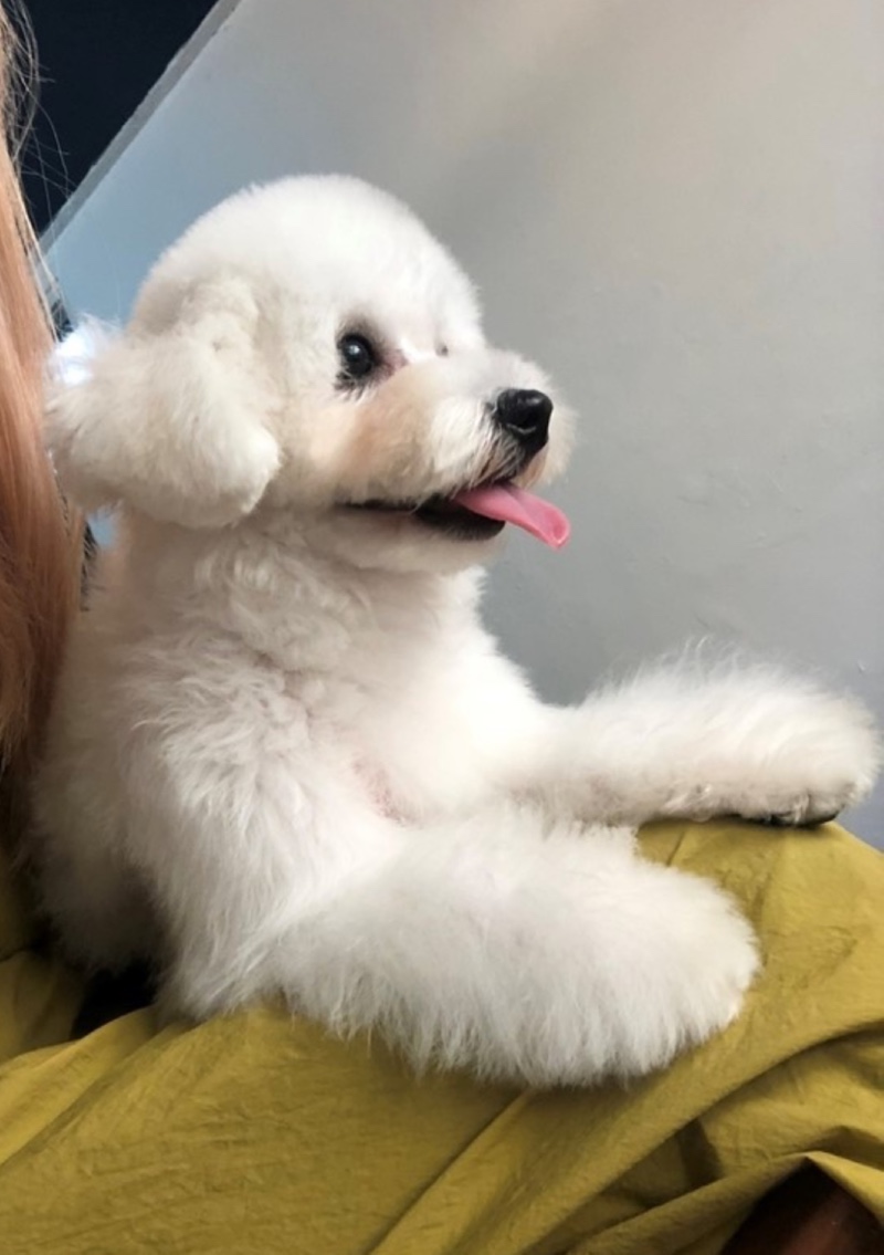 백살롱 애견미용실 후기