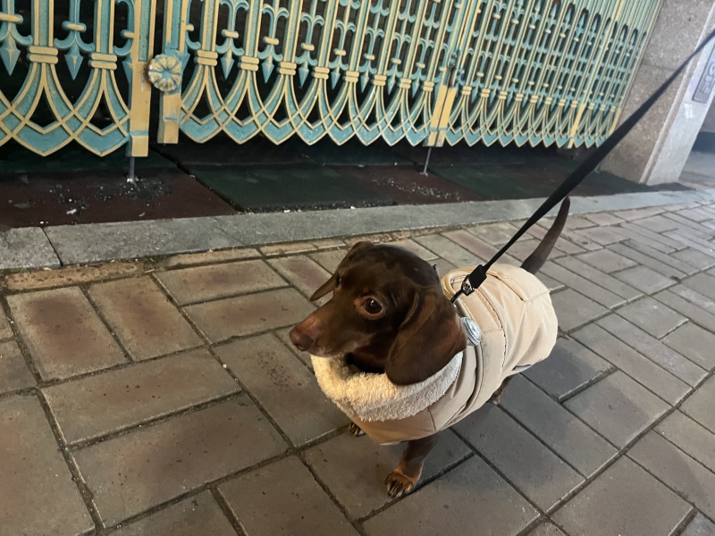 짧은다리의 닥스훈트 핫도그개 ㅋㅋ