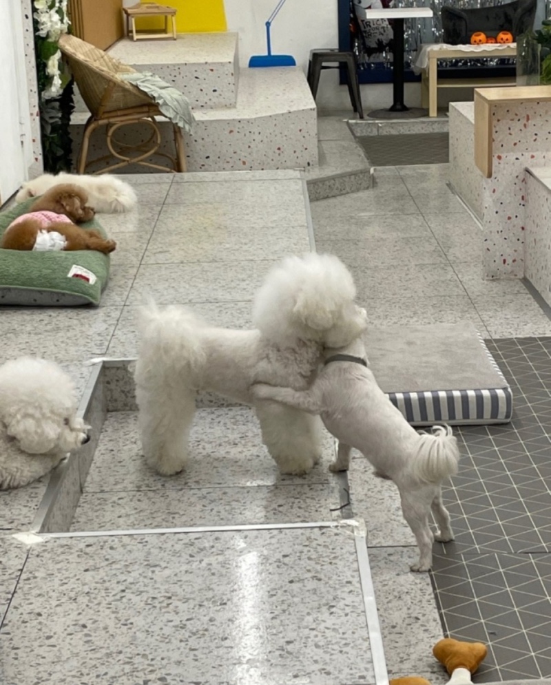 송파구 애견카페 킨더독 후기