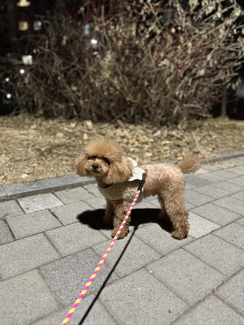 새해 복 많이 받으세요