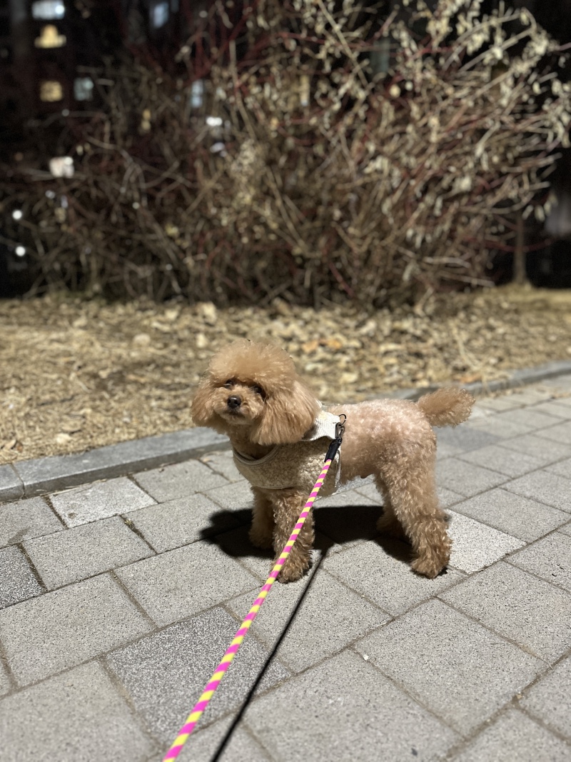 새해 복 많이 받으세요