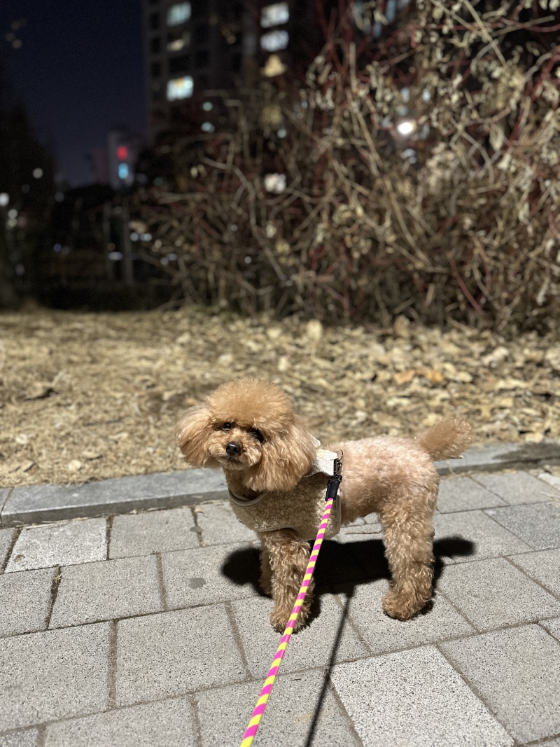 새해 복 많이 받으세요