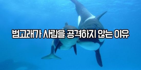 인간과 범고래의 미스터리한 관계