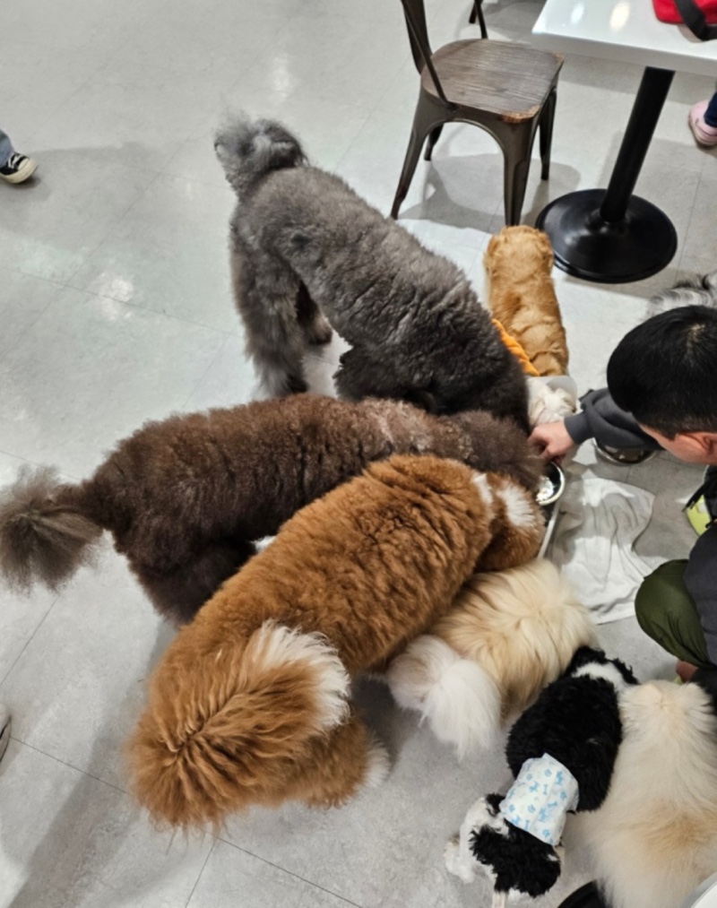성남시 애견카페 멍브로 