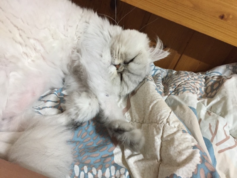 보송보송 페르시안 고양이 