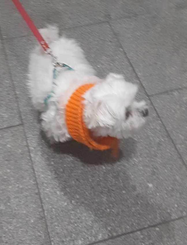 영순이 인사드립니당