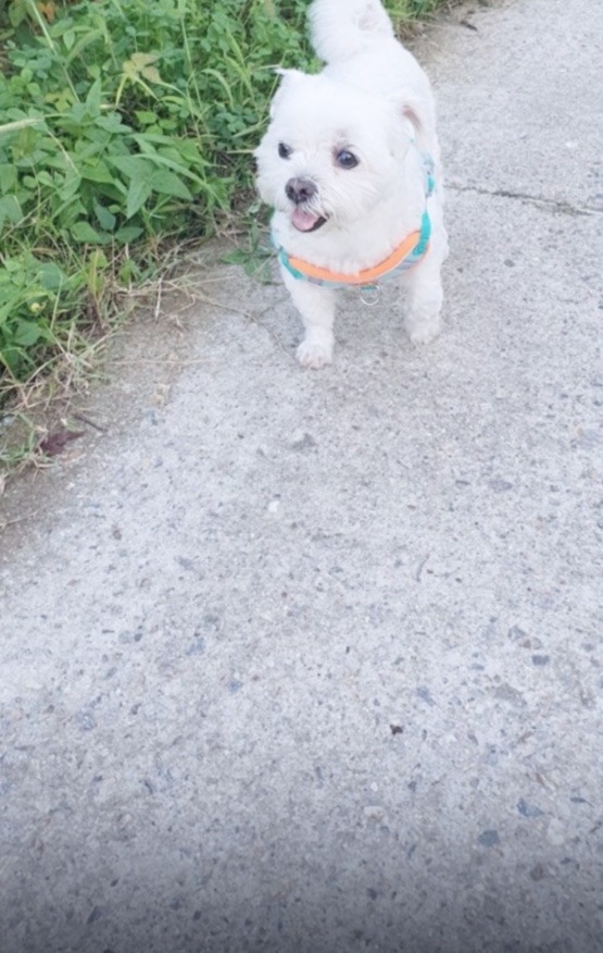 영순이 인사드립니당