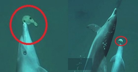 돌고래의 불편한(?)진실