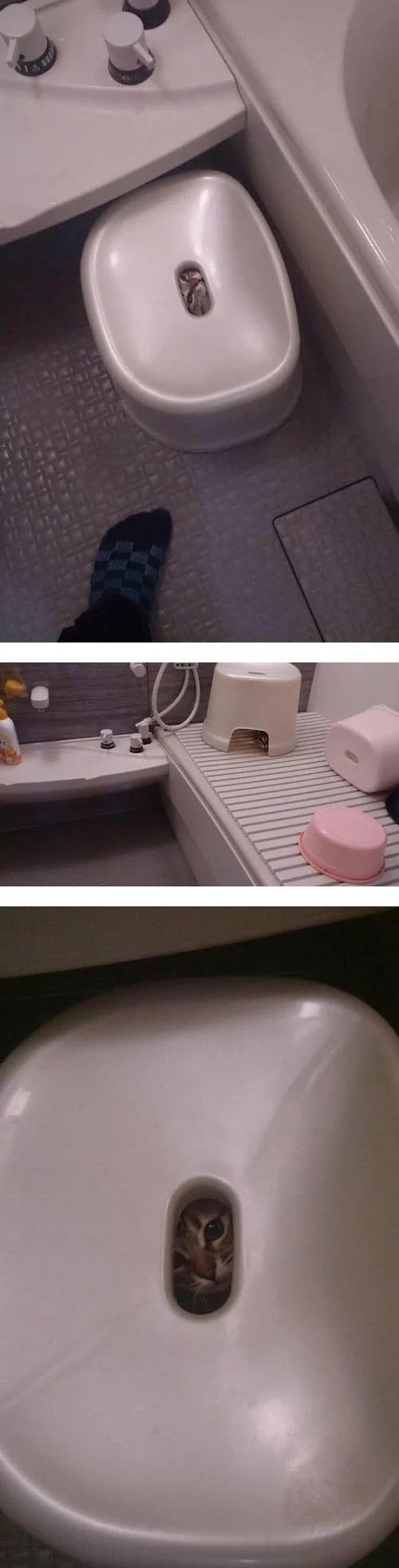 고양이를 목욕시키려고 했는데... 