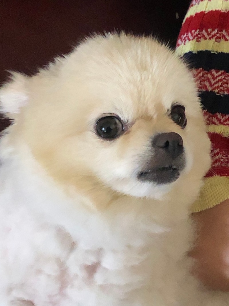 인라인 쌍커풀 포메라니안