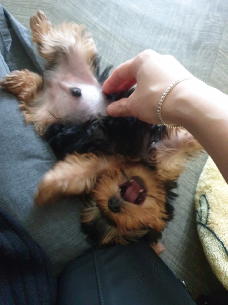 가루