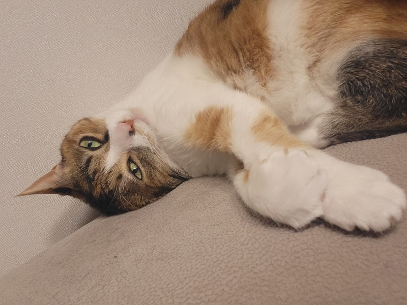 냐모