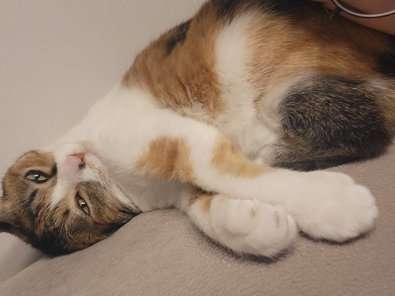 냐모