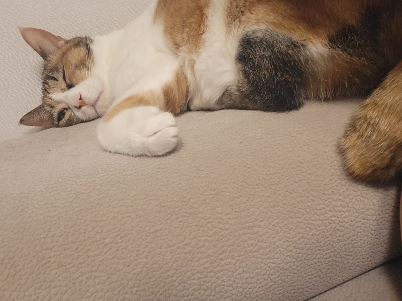 냐모
