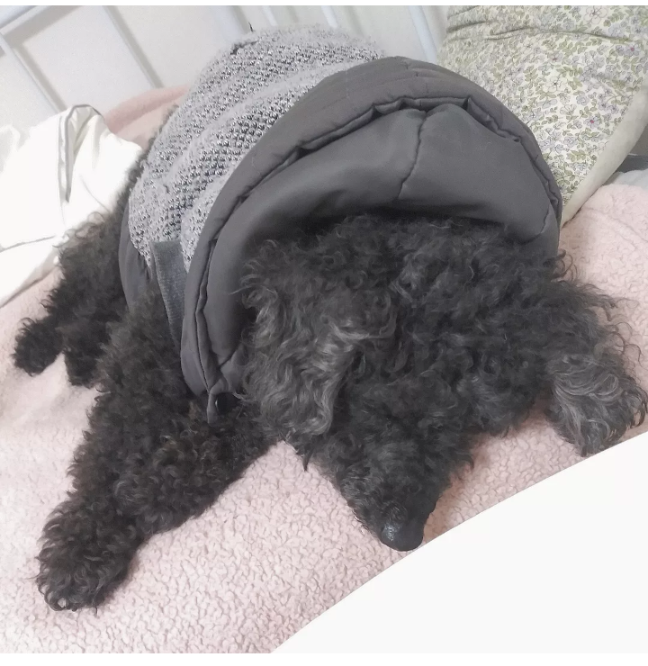 치코입니다.