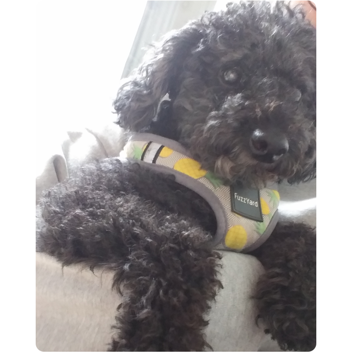 치코입니다.