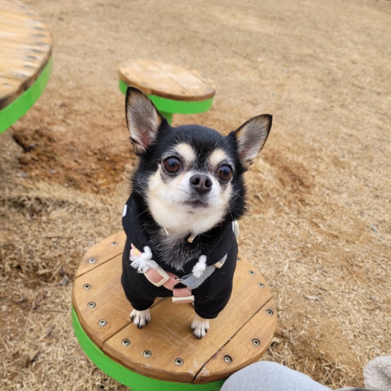 또또랑 애견운동장