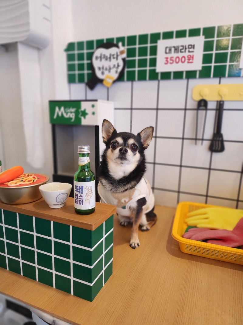 천안 아기자기 포토존이 있는 애견카페 코지그라운드