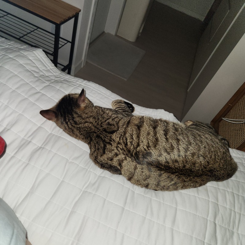 수원당수 고양이 대장 망고