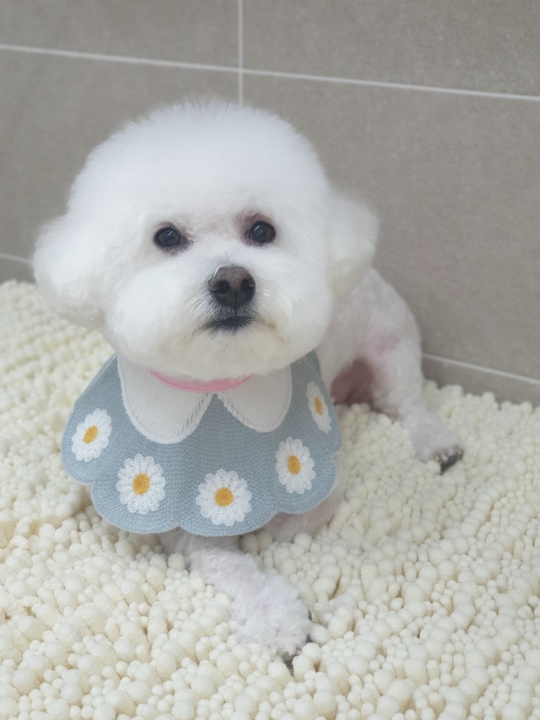 미용하는 울 아들