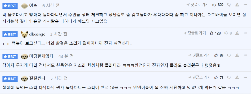 강아지를 키우는 집의 새벽 