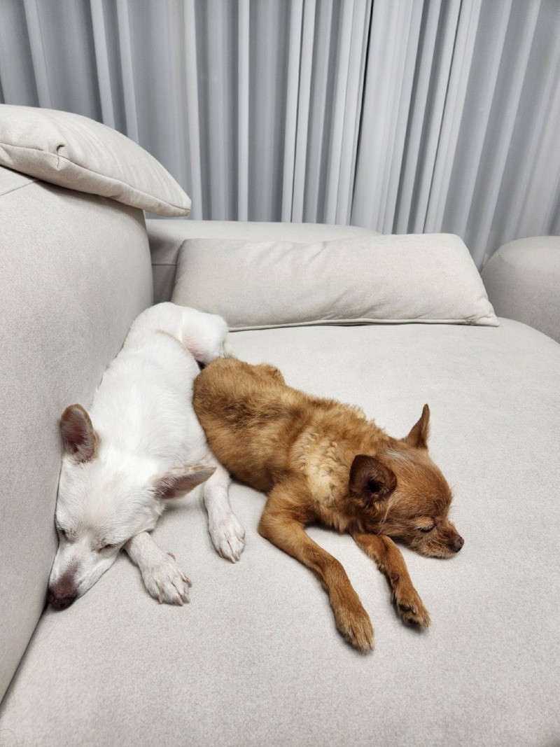 노견이지만.. 꽤 동안인 강쥐 소개합니다