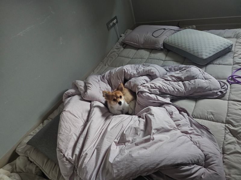쿨쿨 침대가 좋아