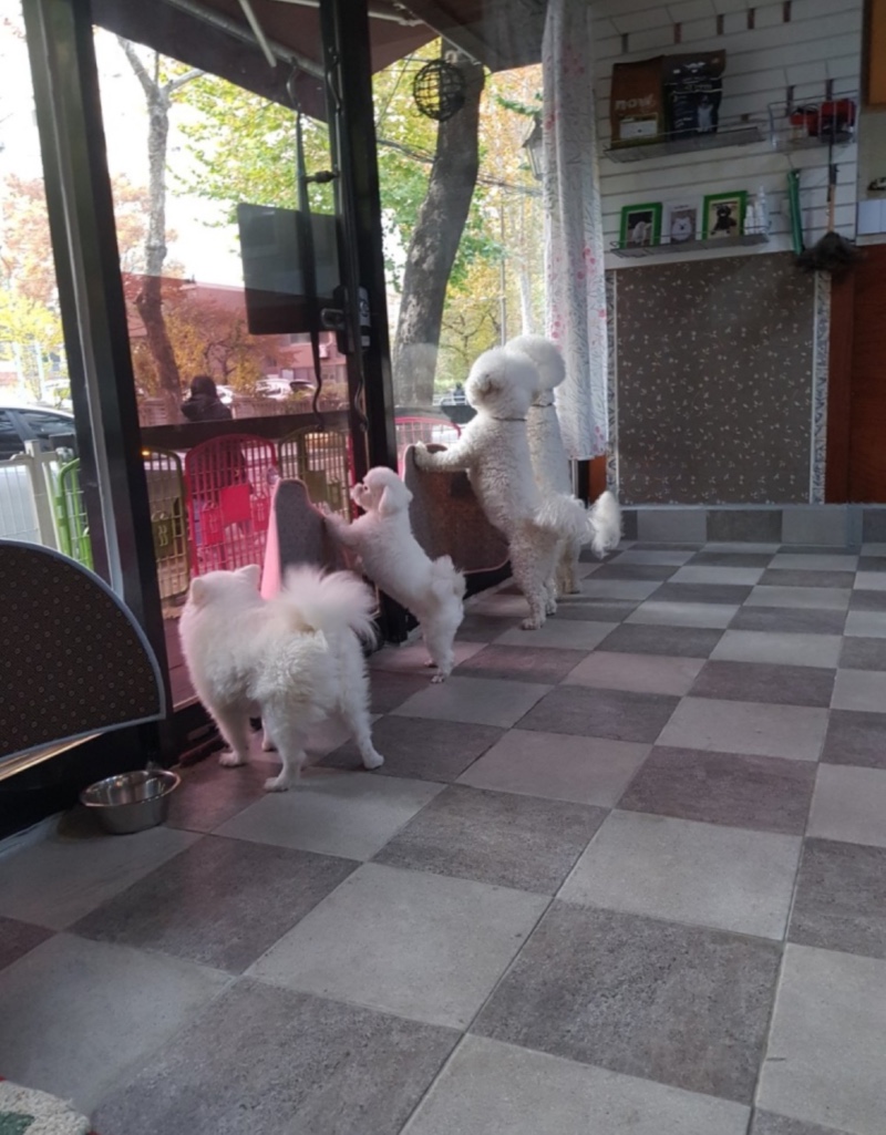 칸쵸네애견호텔