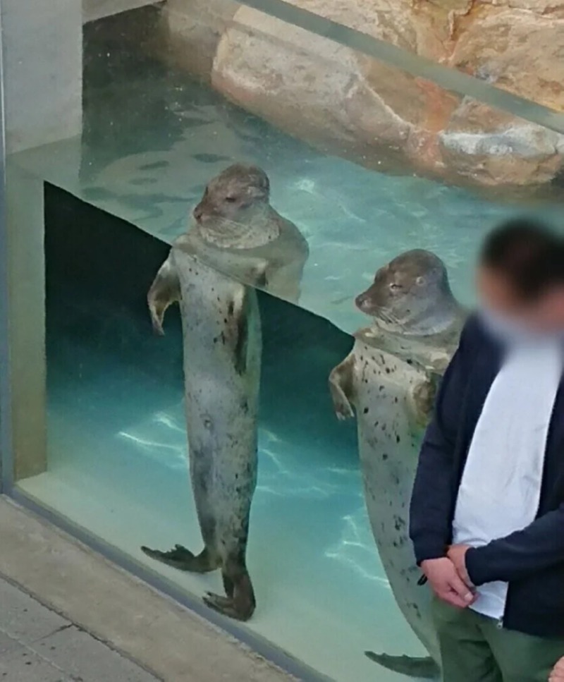 바다사자한테 먹이주는거 구경하는 관객 2명 