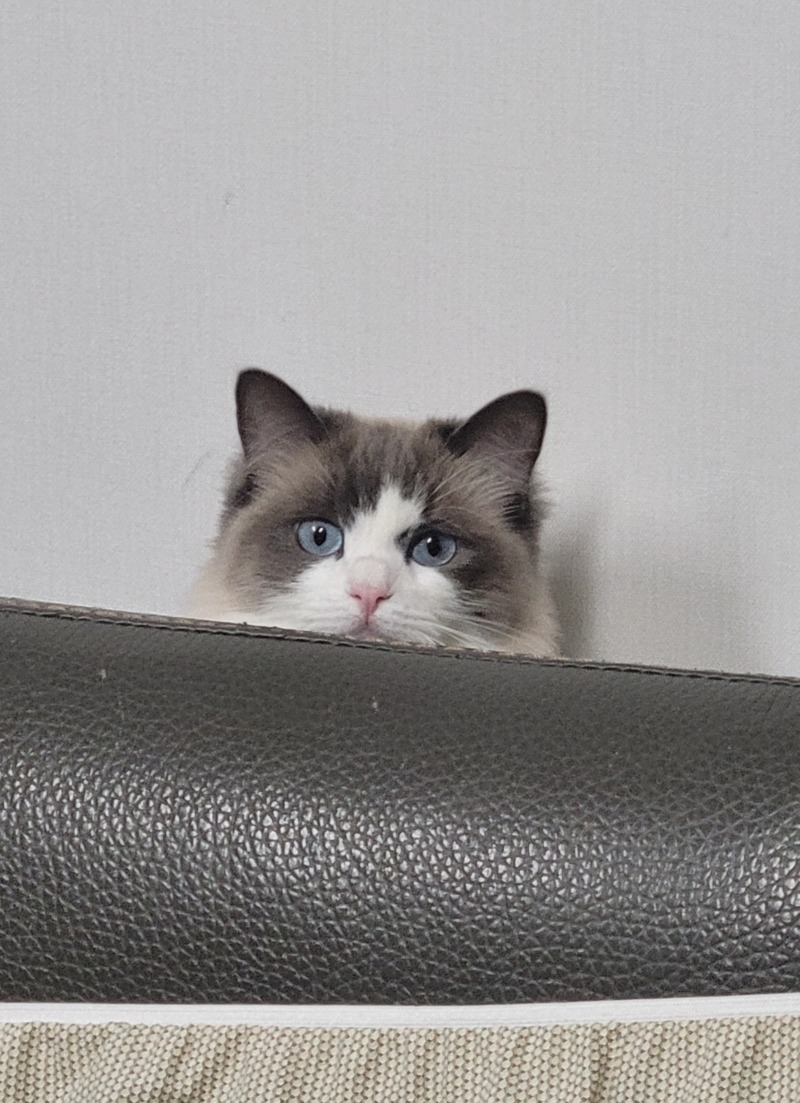 랙돌이 모찌모찌양~🐈‍⬛