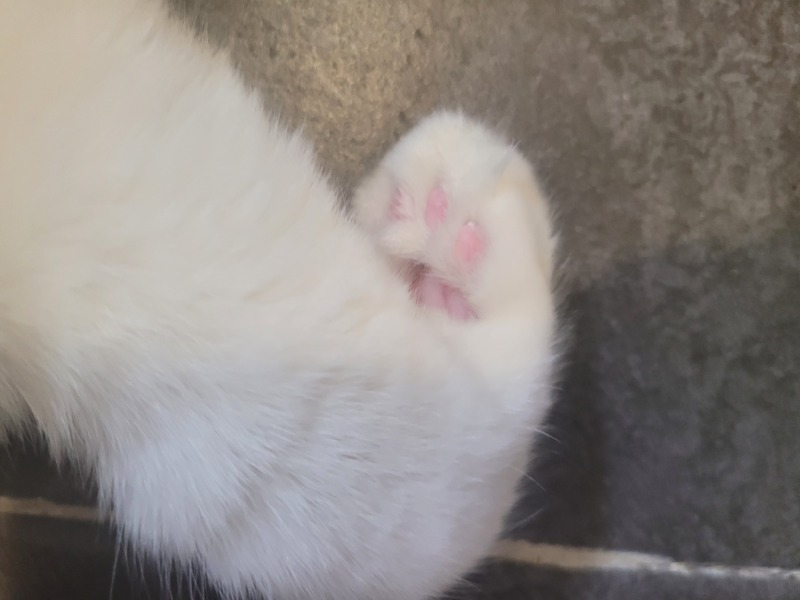 랙돌이 모찌모찌양~🐈‍⬛