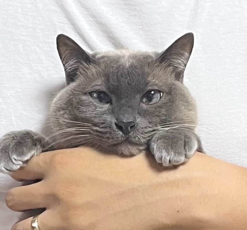 우리집 개냥이 >.<