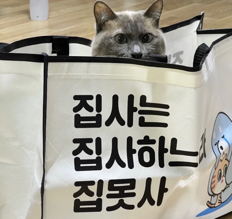 우리집 개냥이 >.<