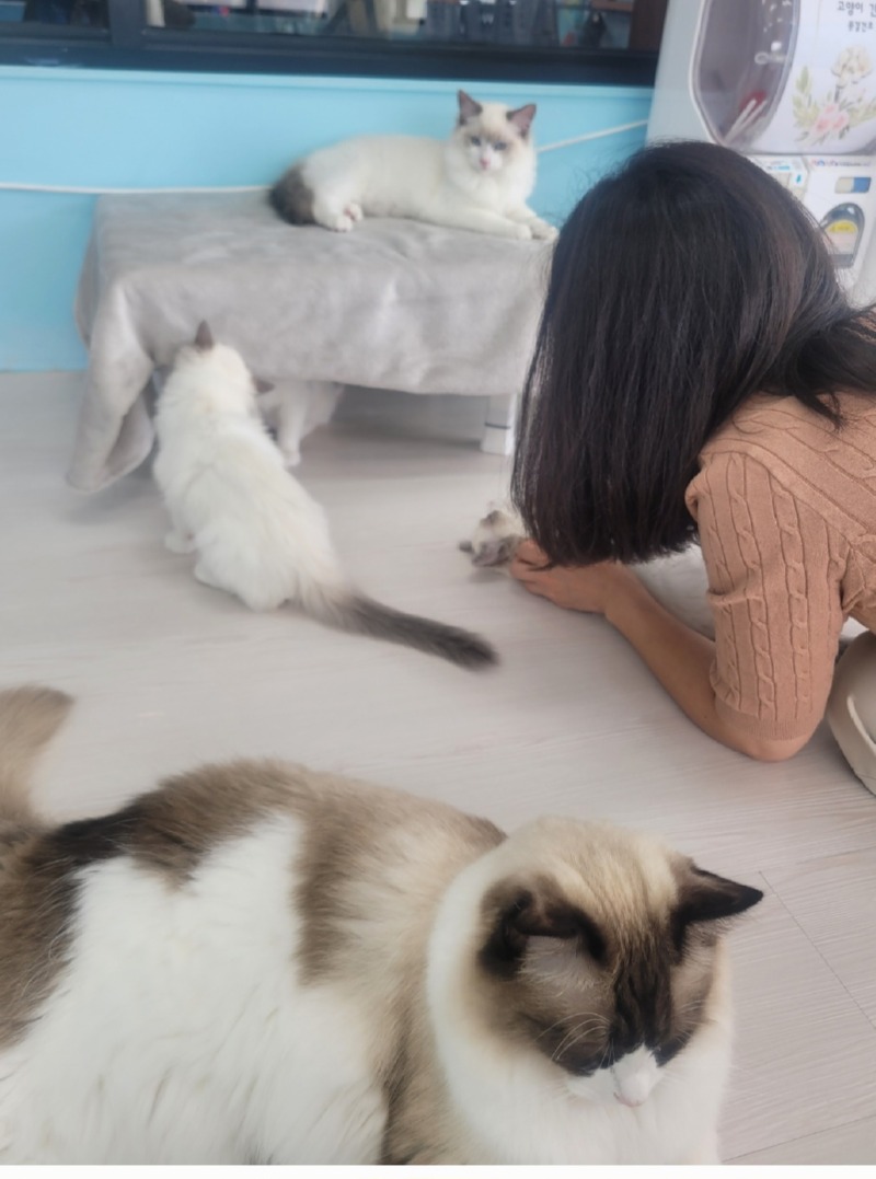 고양이카페 솔빈마루