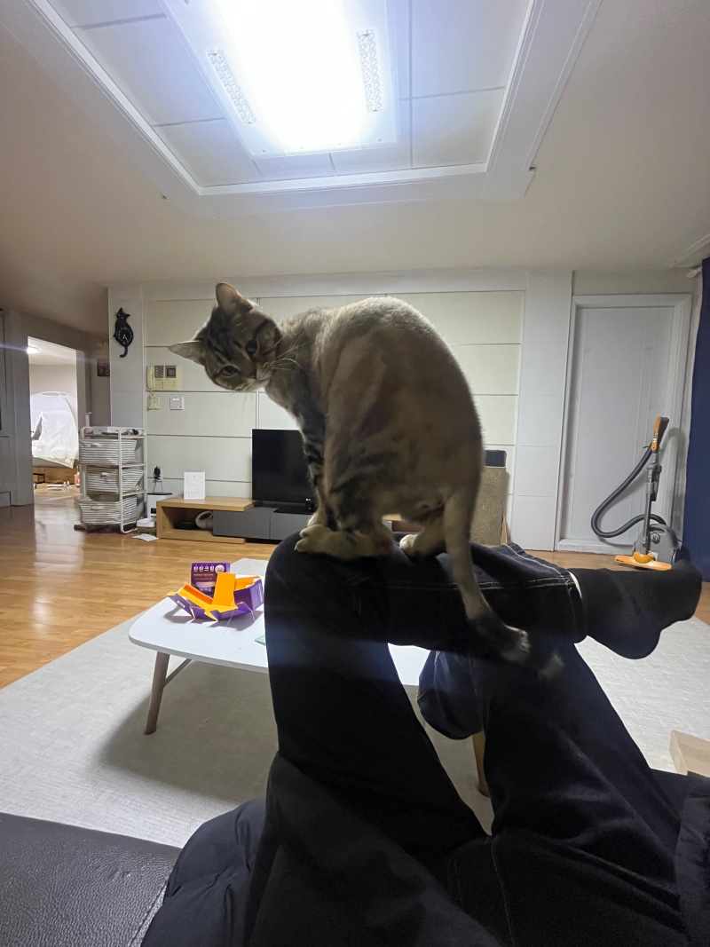 귀여운 첫째 무릎냥..?
