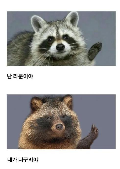 너굴맨 라쿤 오해와 진실