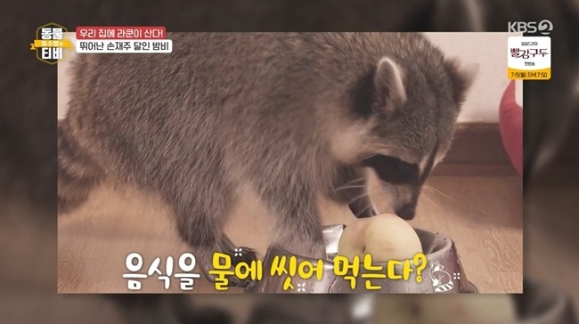 너굴맨 라쿤 오해와 진실