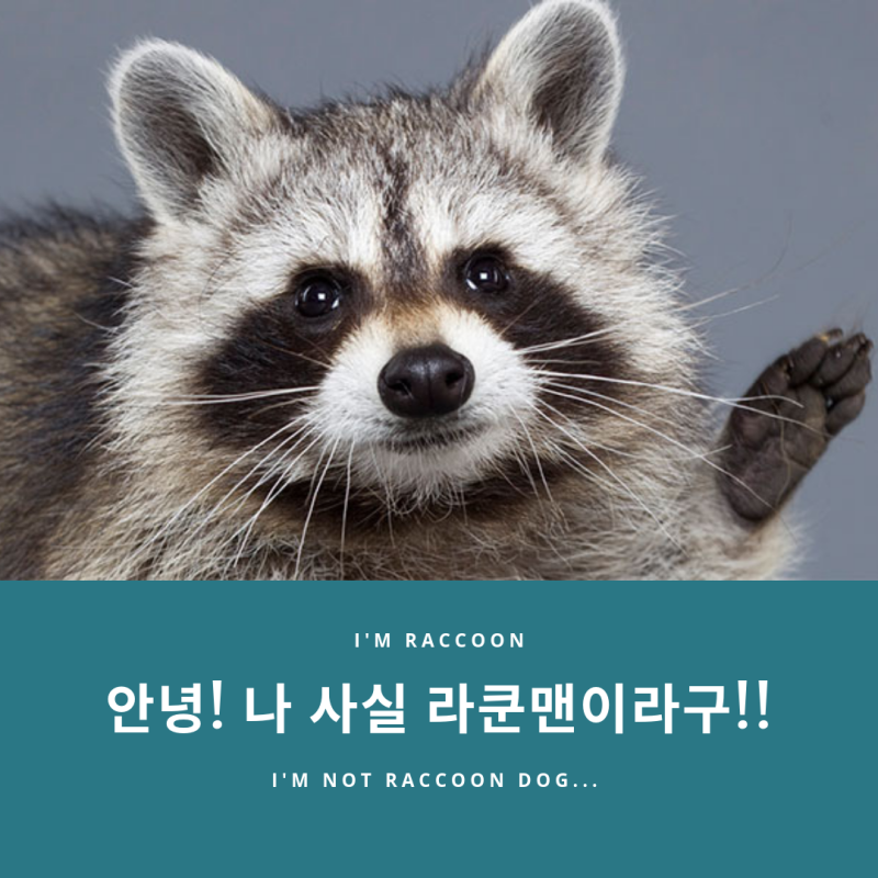 너굴맨 라쿤 오해와 진실