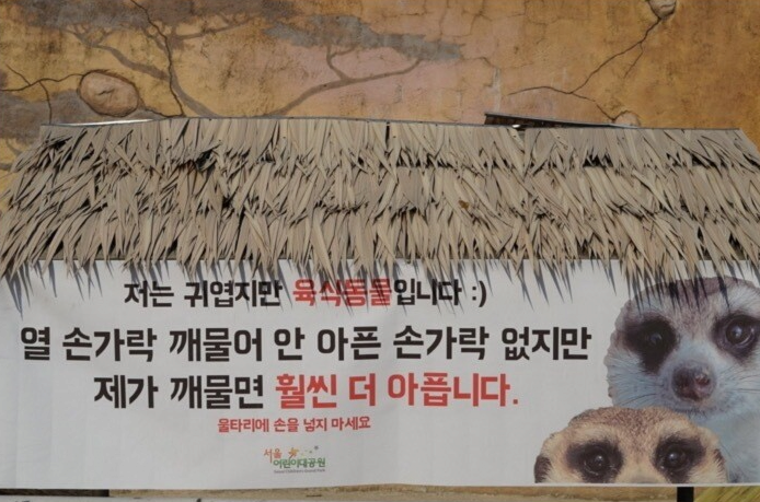 경계근무 끝판왕 미어캣