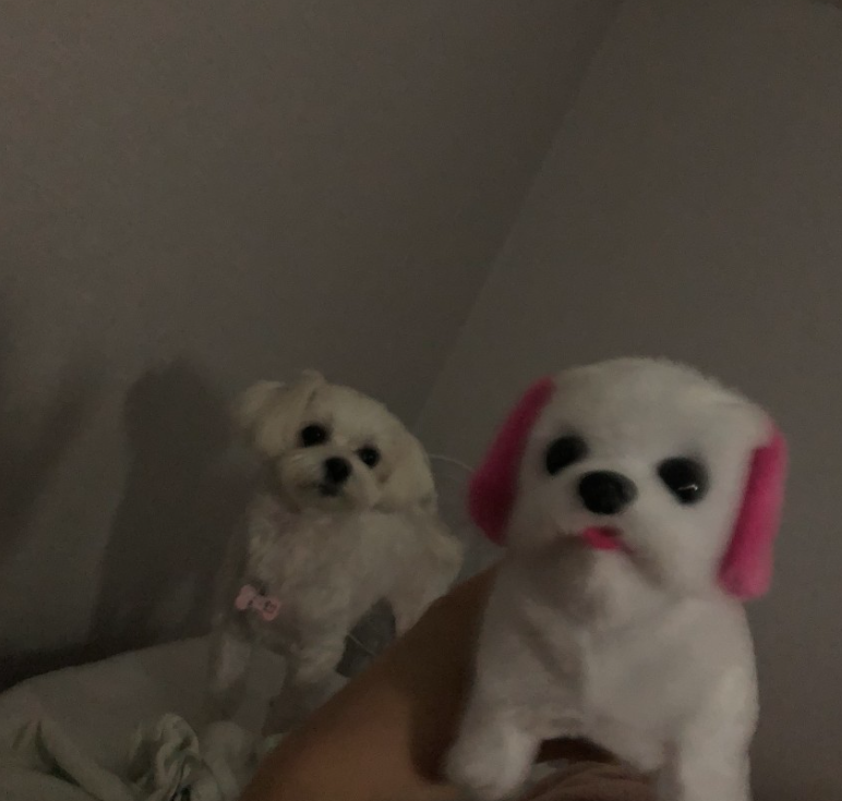 합천영상테마파크 (강아지 동반 여행)// 우리 아기랑 데이트했어요!!