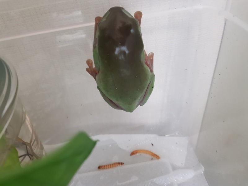 예쁜 개구리 옥지