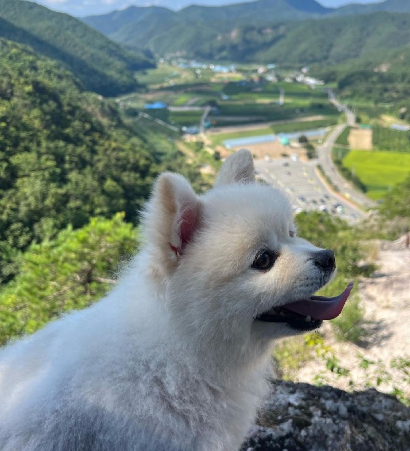 우리 강아지랑 등산했어요~! 우리 강아지 프로 등산러 ㅋㅋㅋ
