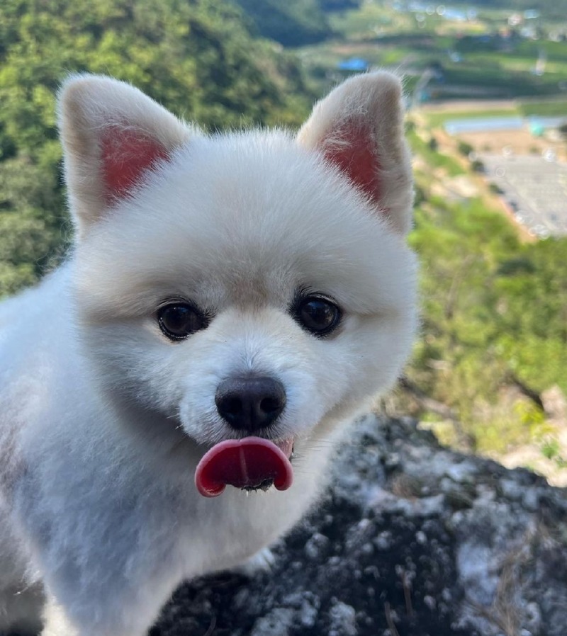 우리 강아지랑 등산했어요~! 우리 강아지 프로 등산러 ㅋㅋㅋ