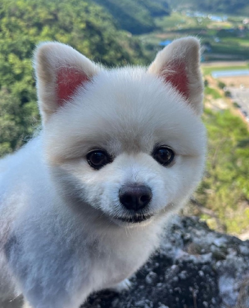 우리 강아지랑 등산했어요~! 우리 강아지 프로 등산러 ㅋㅋㅋ